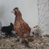 ۶تا جوجه پاکوتاه