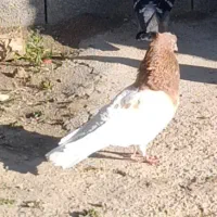 کله زرد زات دار