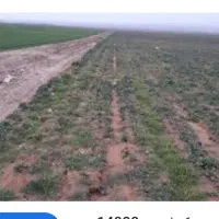 زمین کشاورزی