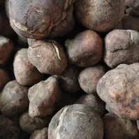 فروش دنبلان