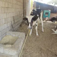 سلام گاو ماده یک سال پنج ماه