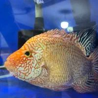 رد تگزاس|ماهی|کرج, شاهین‌ویلا|دیوار