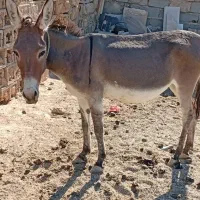 الاغ ، خر ماده شیر دار ،گله ای ،باری|حیوانات مزرعه|شیراز, شهرک سعدی|دیوار