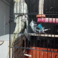 عروس هلندی مولد|پرنده|تهران, باغ فیض|دیوار