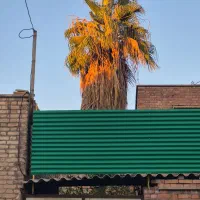 درخت نخل زینتی بزرگ رتفاع ۷ متر قطر تنه ۵۰ سانت