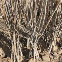 فروش انواع نهال های پیوندی و اصلاح شده