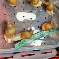 حلزون کلاژن ساز|خزنده|شیراز, شهرک ولیعصر|دیوار