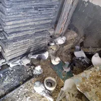 کبوتر پرشی وبازی کن