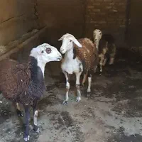 بره ماده|حیوانات مزرعه|بروجرد, |دیوار