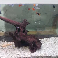 فروش و معاوضه ماهی گیاه خوار