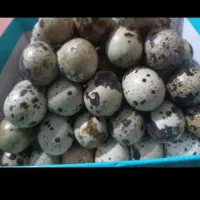 تخم مرغ بلدرچین موجود میباشد