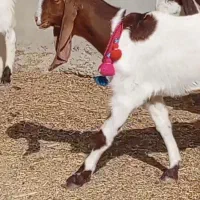 4راس کولار پاکستانی