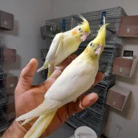 جوجه عروس هلندی|پرنده|پردیس, فاز ۱۱|دیوار