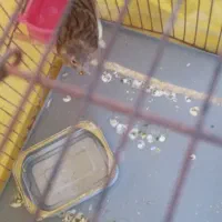 یه جوجه قناری نر ابلغ