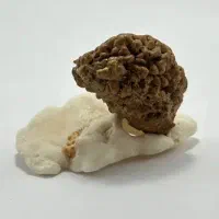 رودراکشا تک موخی