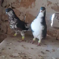 کبوتر شیرازی|پرنده|شاهین‌شهر, شهرک گلدیس|دیوار