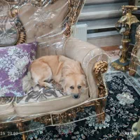 سگ پامریین خرسی|سگ|بروجرد, |دیوار