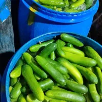 عمده فروشی|خدمات پذیرایی، مراسم|دهدشت, |دیوار