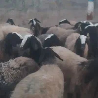 میش اصیل شال