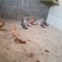 هفت تا جوجه سه تا زرد ۴ تا هفت رنگ دم سفید|پرنده|کاشمر, |دیوار
