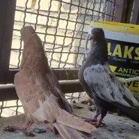 جوجه سینه ای|پرنده|حمیدیه, |دیوار