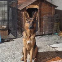 سگ ژرمن اصیل نسل وارداتی