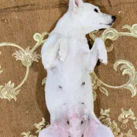 سگه گمشده|سگ|زاهدان, |دیوار