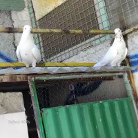 کفتر تیر ماهی