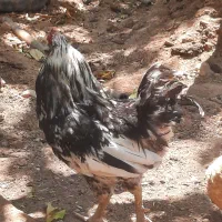 خروس گلین اصل ب شدت مرغ گیر