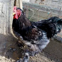 خروس برهما بلک|حیوانات مزرعه|اردبیل, |دیوار