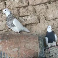 طوقی|پرنده|ریگ, |دیوار