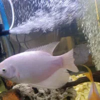 ایفرانوس آلبینو