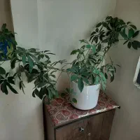 گل زیبای ۴ساله