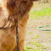 سگ گلدن در سرخرود