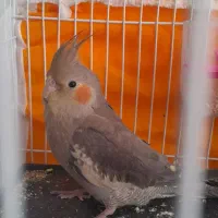 عروس هلندی|پرنده|تربت‌حیدریه, باغ سلطانی|دیوار