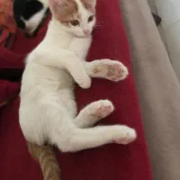 واگذاری بچه گربه نرو ماده