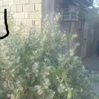 جامغازه حراج  قلب شهر اسلام آباد