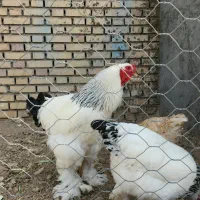 تخم مرغ نطفه دار برهما لایت|حیوانات مزرعه|مشهد, نوید|دیوار