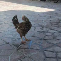 سه تا وارک ویه خروس لاری در ایلام|حیوانات مزرعه|سیوان, |دیوار