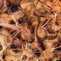 فروش پیاز زعفران بدون قارچ