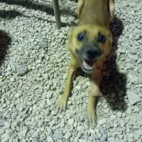 سگ الکس باهوش|سگ|برازجان, |دیوار