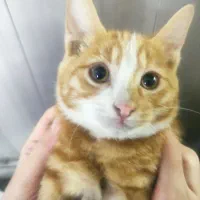 واگذاری دو گربه نارنجی با هم
