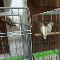 طوطی برزیلی|پرنده|ماهدشت, |دیوار