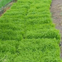 توم (نشا ) برنج هاشمی