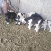 شیشک میش داشتی بره داروآبستن|حیوانات مزرعه|جره و بالاده, |دیوار