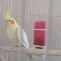 عروس هلندی|پرنده|یزد, |دیوار