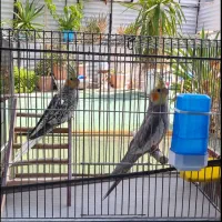 یک جفت عروس هلندی
