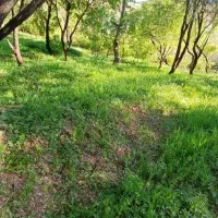 فروش باغ|فروش زمین و ملک کلنگی|نوبران, |دیوار