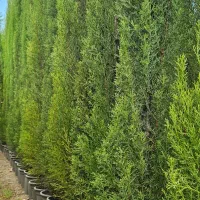 سرو شیرازی سرو ناز درجه ۱|خدمات باغبانی و درختکاری|نوشهر, |دیوار