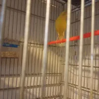 قناری و عروس هلندی